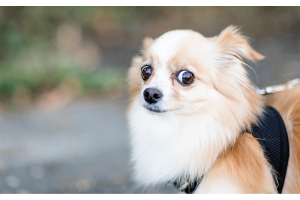 5x Tipps gegen Feuerwerk-Stress bei Ihrem Haustier