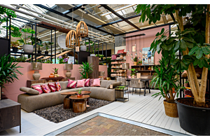 Weihnachtsbaum raus, Zimmerpflanze rein