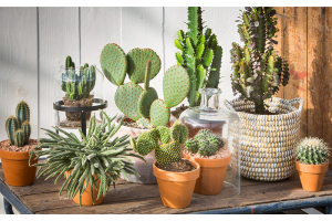 Vorteile von Zimmerpflanzen in deinem Zuhause