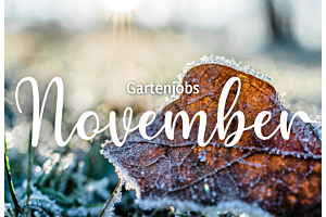 Gartenarbeiten des Monats | November