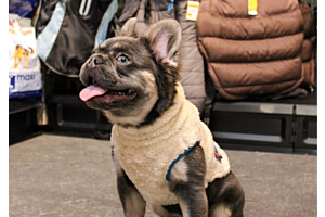 Braucht mein Hund einen Mantel? Fakten und Mythen im Überblick