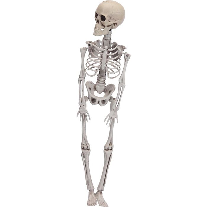 Skelett 42 cm