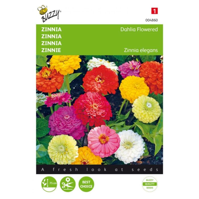 Zinnia elegans dubbel dahliabl 1.5g Zinnia elegans dubbel dahliabl 1.5g