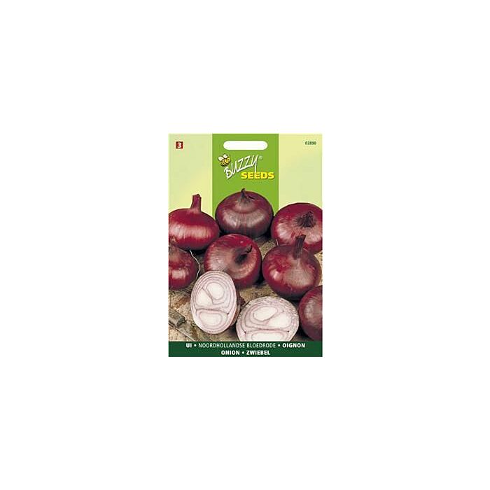 Buzzy® Zwiebel Holländische dunkelrote Buzzy® Zwiebel Holländische dunkelrote