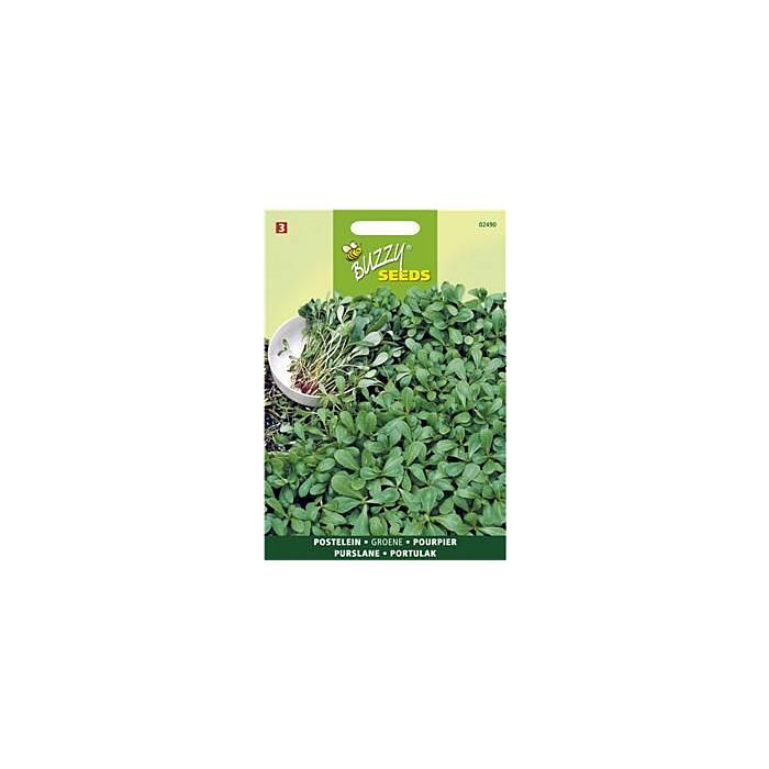 Buzzy® Portulak grüner
