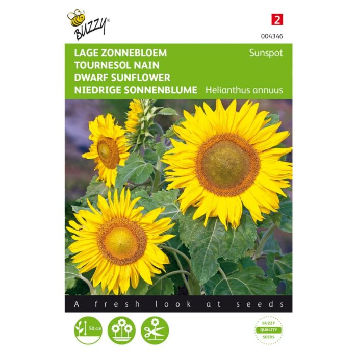 Buzzy® Helianthus, lage zonnebloem Sunspot geel
