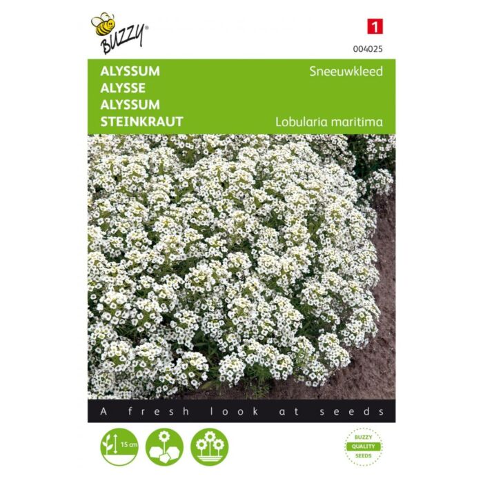 Alyssum Schneeteppich – Buzzy Alyssum Schneeteppich – Buzzy