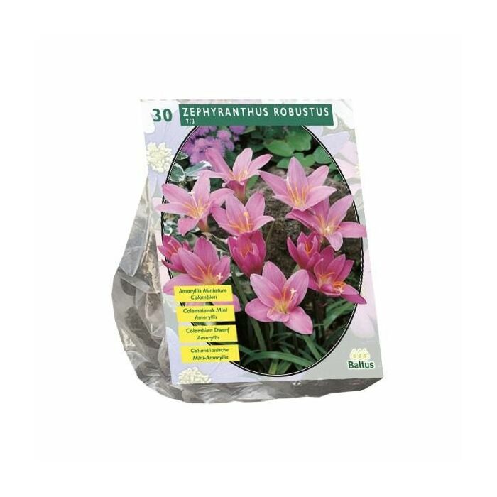Zephyranthus Robustus (Habranthus) per 30 Zephyranthus Robustus (Habranthus) per 30