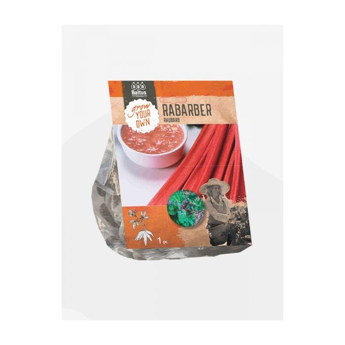 Rhabarber, 1 Stück
