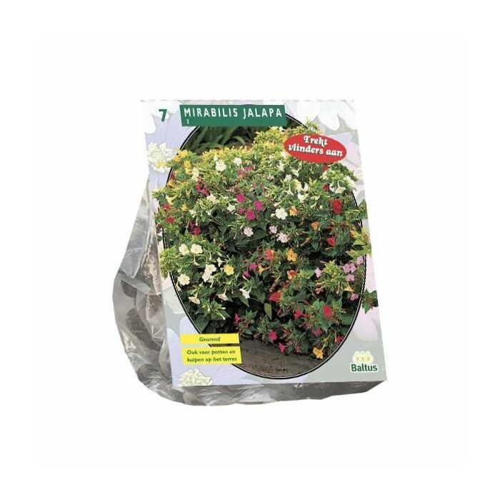 Mirabilis Jalapa, 7 Stück