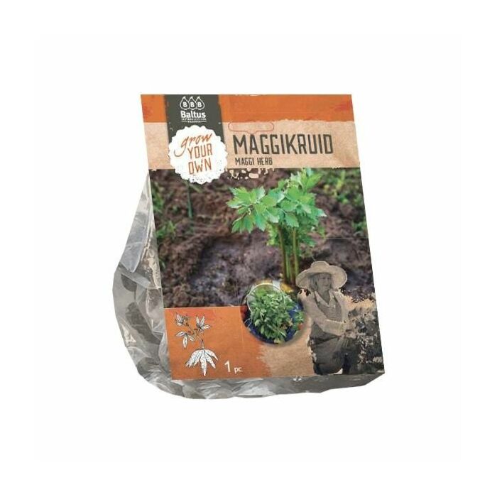 Liebstöckel, 1 Stück