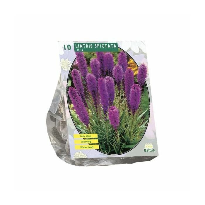 Liatris Spicata, Violett, 10 Stück