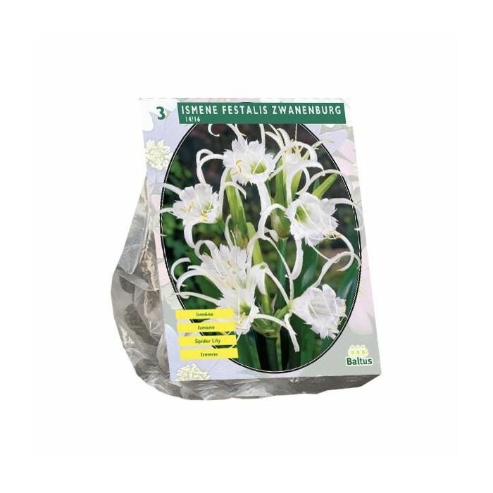 Ismene Festalis Zwanenburg per 3 Ismene Festalis Zwanenburg per 3