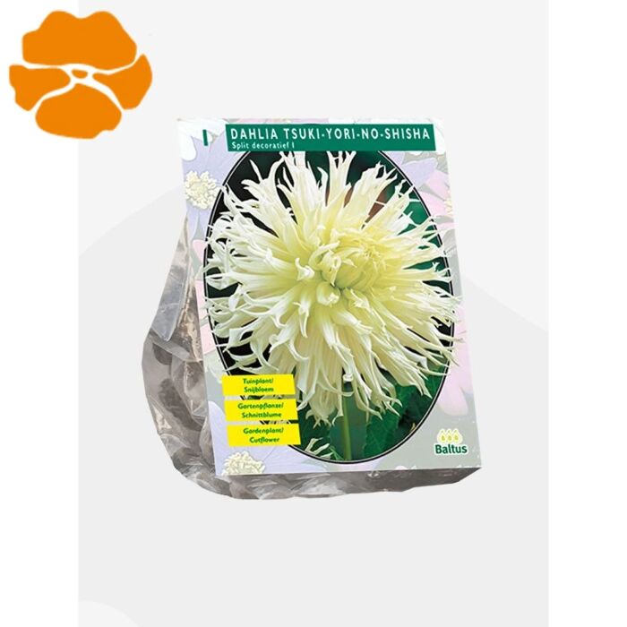 Dahlie Tsuki-Yori-No-Shisha, 1 Stück Dahlie Tsuki-Yori-No-Shisha, 1 Stück