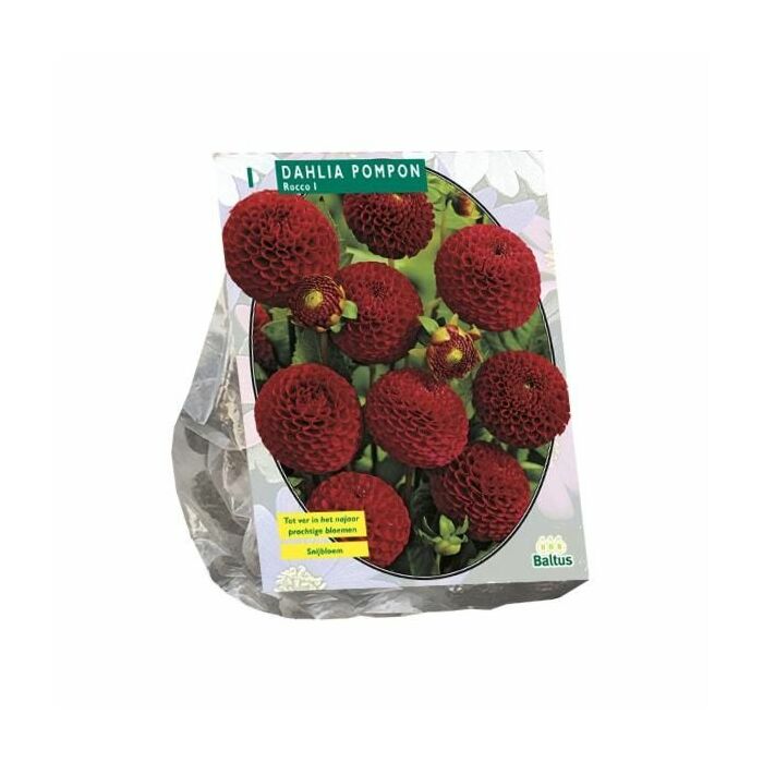 Dahlie Pompon Rocco, 1 Stück Dahlie Pompon Rocco, 1 Stück