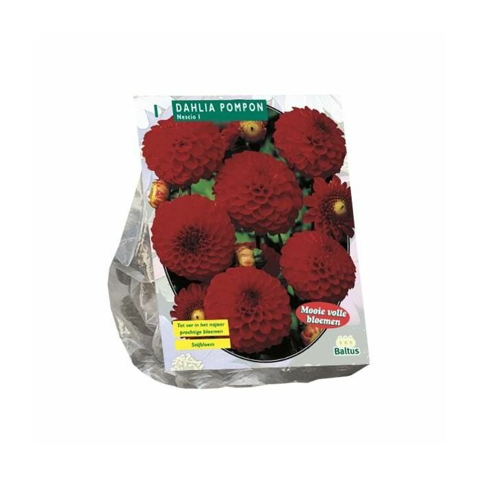 Dahlia Pompon Nescio per 1