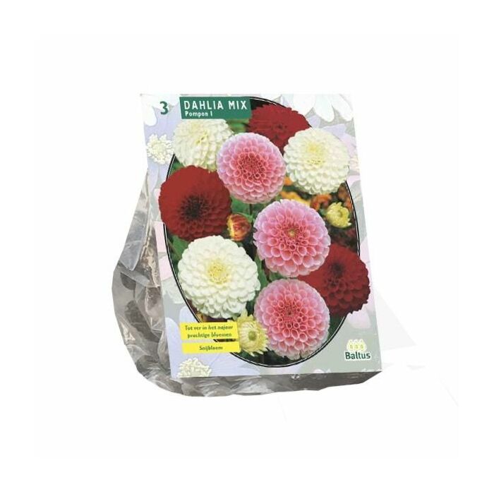 Dahlie Pompon Mix, 3 Stück