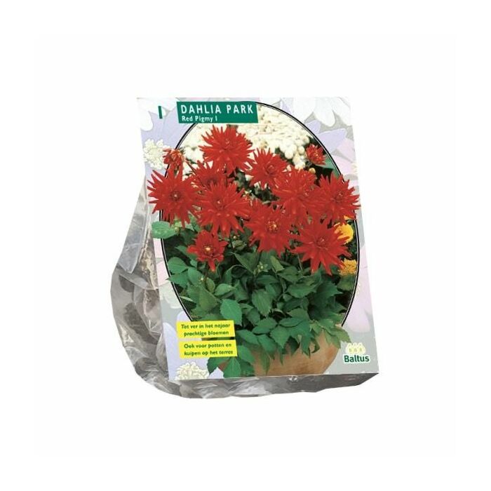 Dahlie Park Red Pigmy, 1 Stück