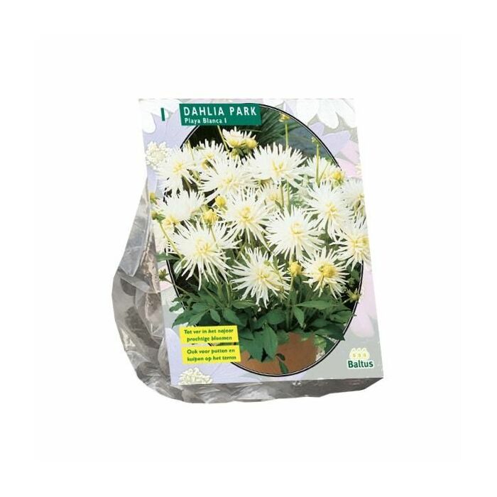 Dahlie Park Playa Blanca, 1 Stück