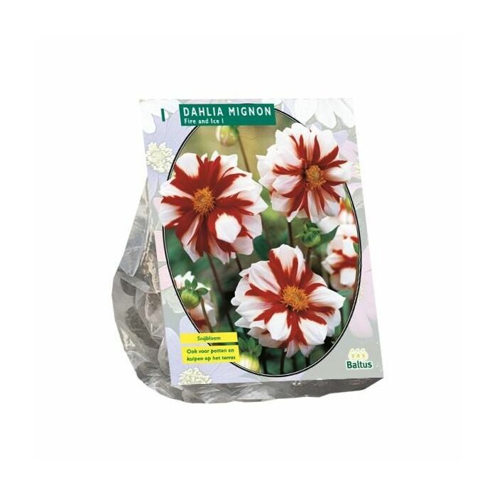 Dahlie Mignon Fire & Ice, 1 Stück
