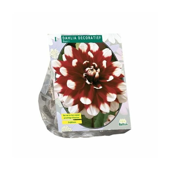 Dahlie Dekorativ Duet, 1 Stück