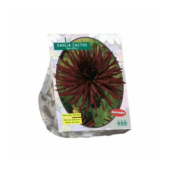 Dahlie Kaktus Nuit d’été, 1 Stück
