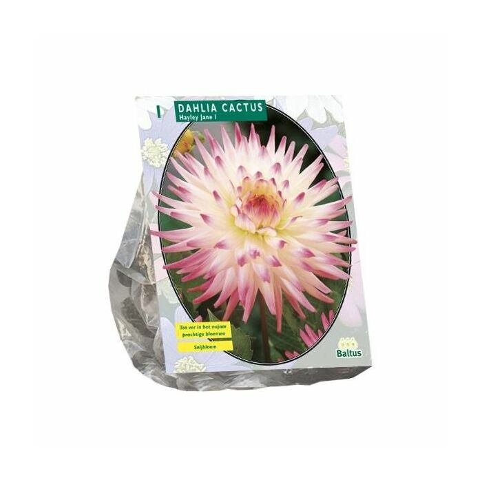 Dahlie Kaktus Hayley Jane, 1 Stück