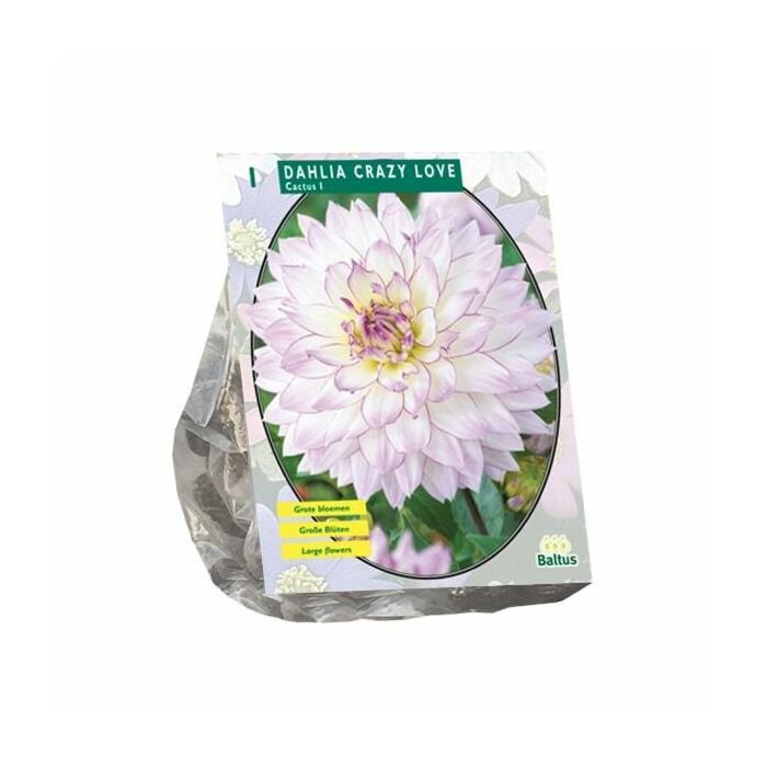 Dahlie Kaktus Crazy Love, 1 Stück