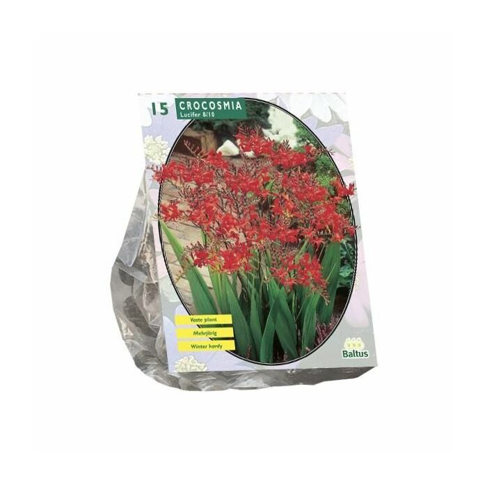 Crocosmia Lucifer, 15 Stück