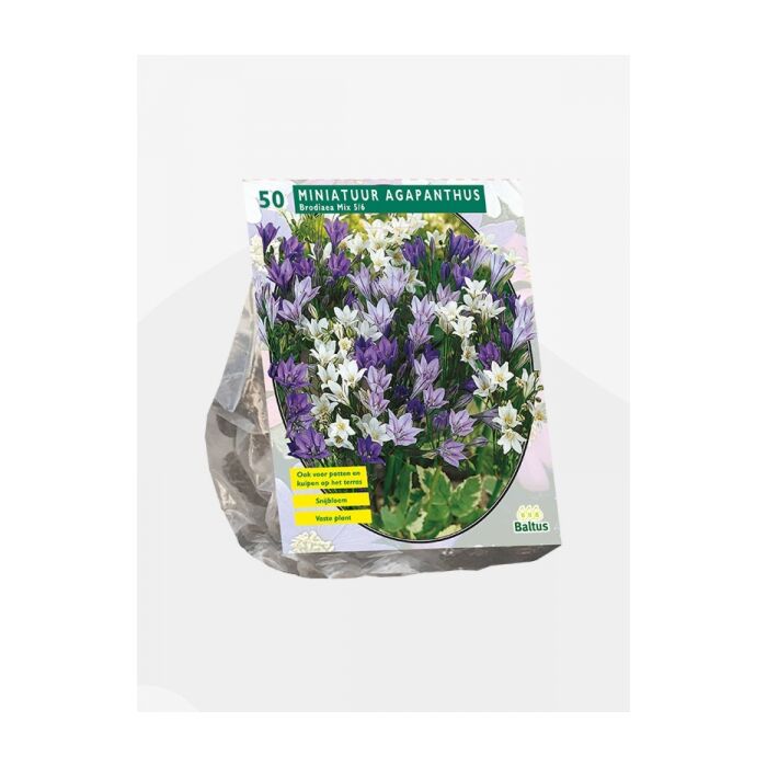 Brodiaea Mix, 50 Stück