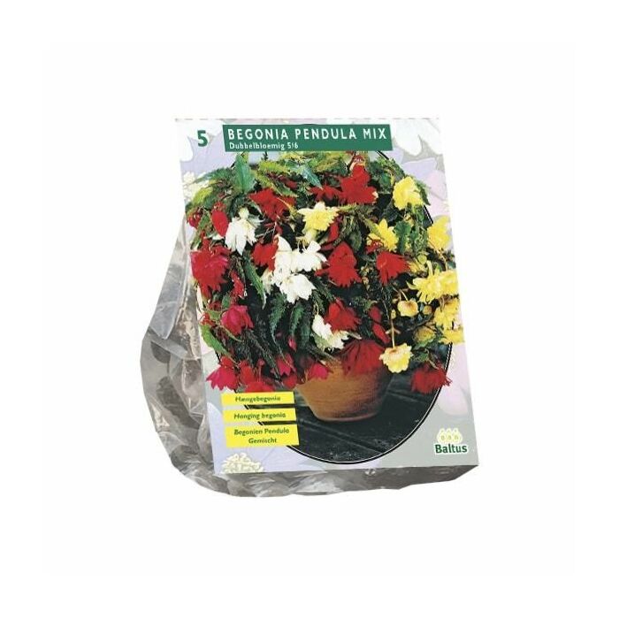 Begonia Pendula, Mix 5 Stück