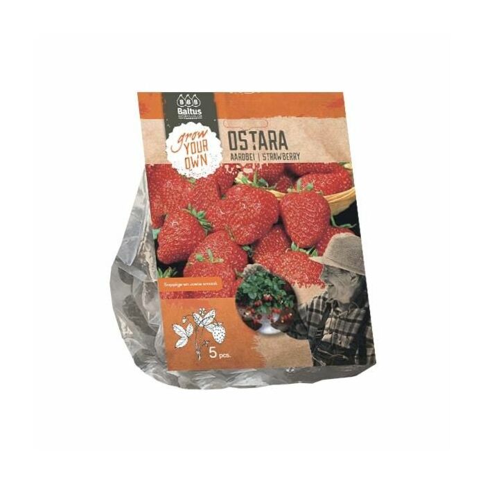 Erdbeer-Ostara pro 5
