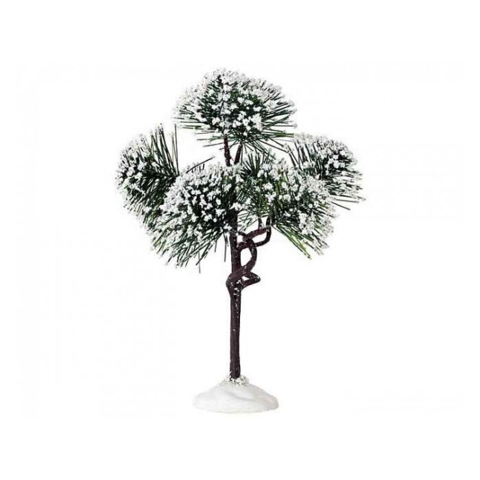 LEMAX MOUNTAIN PINE, MEDIUM