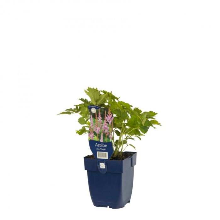 Spirea - Astilbe chin. 'Pumila' Spirea - Astilbe chin. 'Pumila'