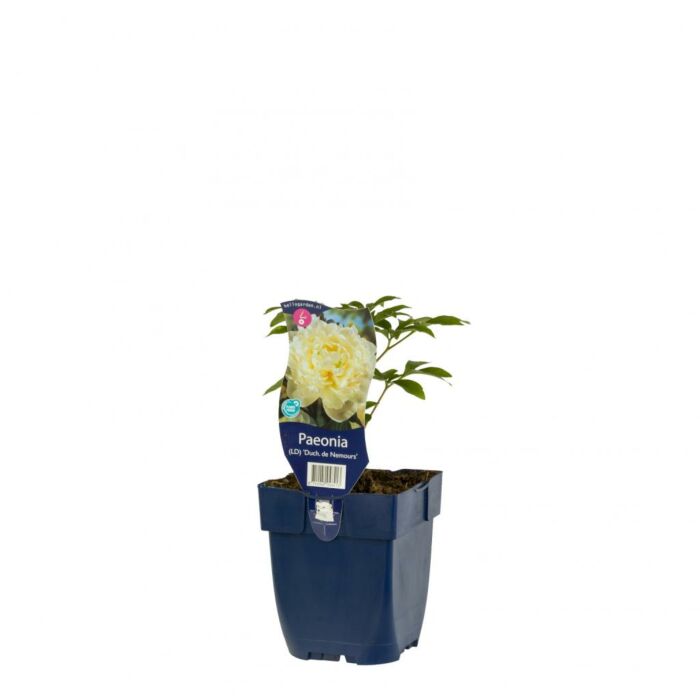 Pfingstrose - Paeonia (LD) 'Duch. de Nemours'