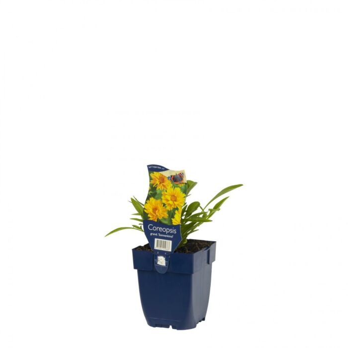 Wanzenblume - Coreopsis grand. 'Sonnenkind'
