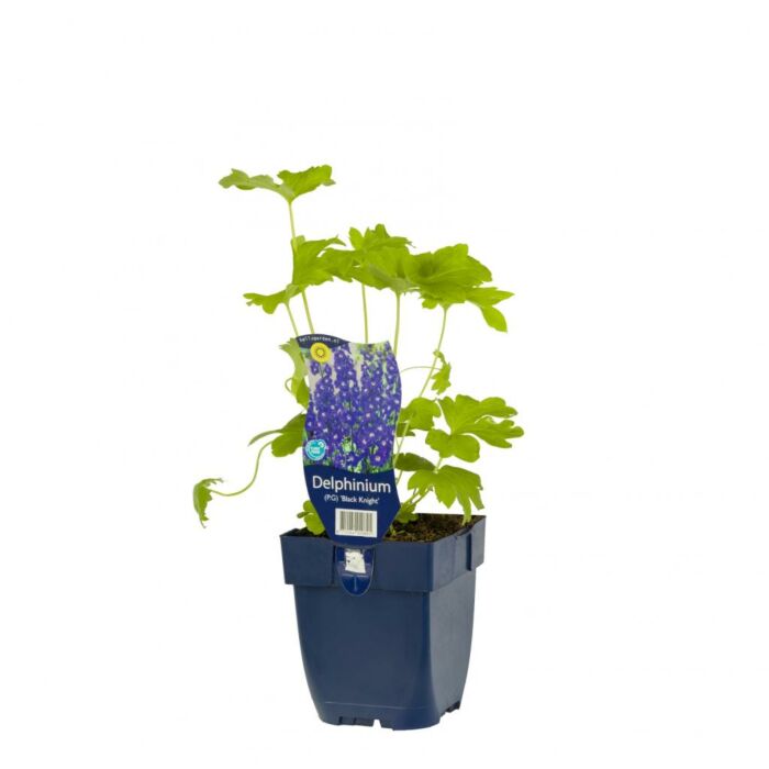 Rittersporn - Delphinium (P) 'Black Knight'