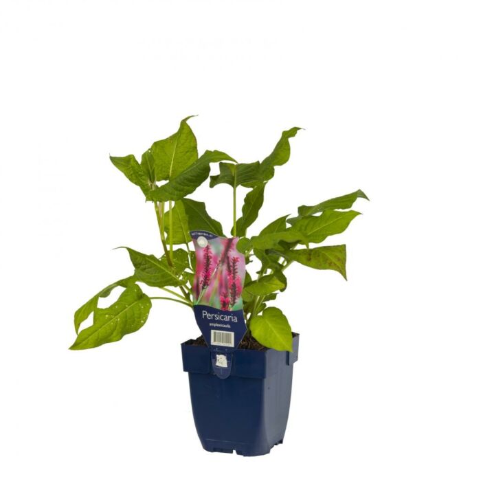 Knöterich - Persicaria amplexicaulis Knöterich - Persicaria amplexicaulis