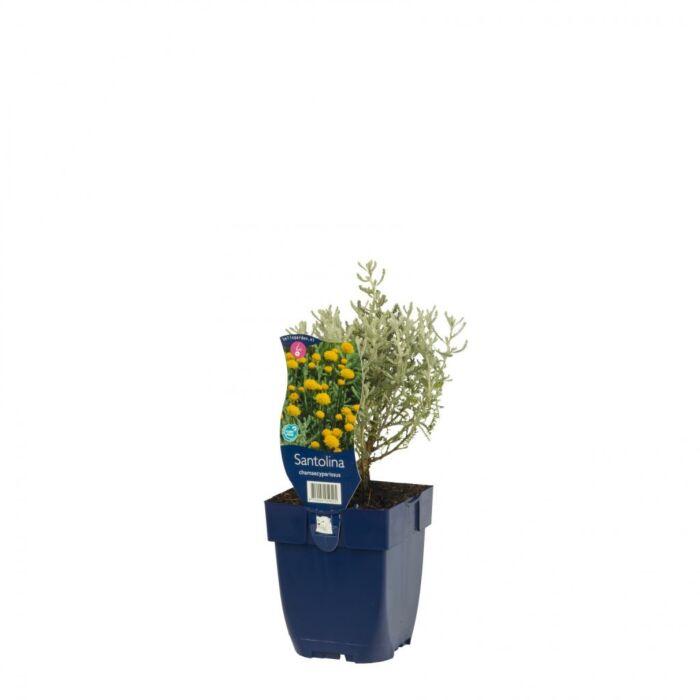 Heilige Blume - Santolina chamaecyparissus