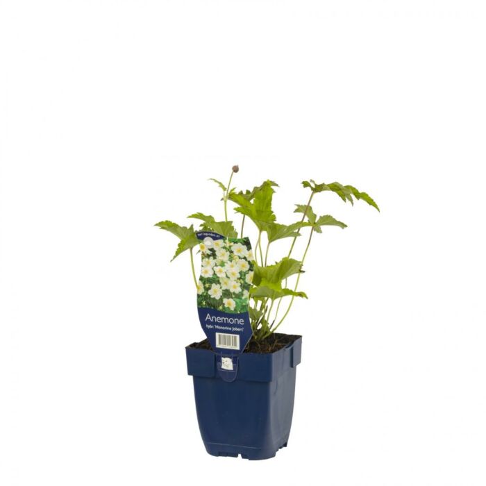Herbstanemone - Anemone hybr. 'Hon. Jobert'