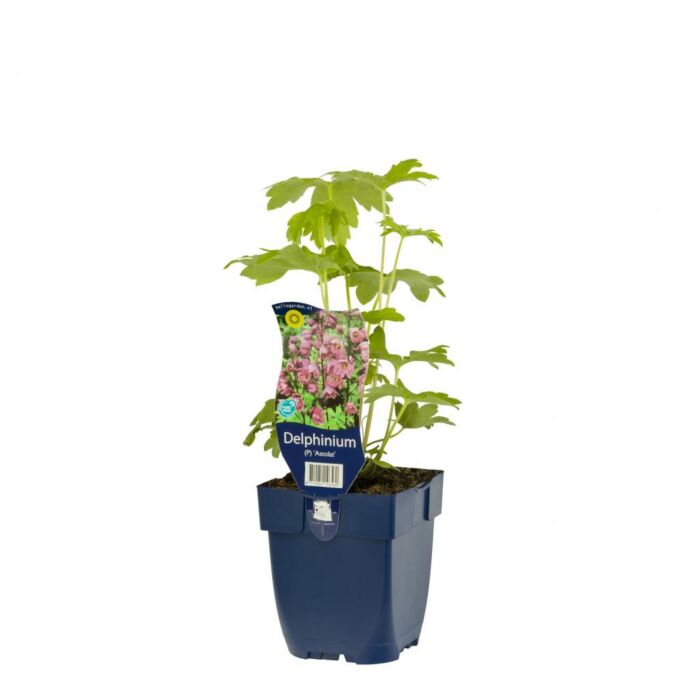 Rittersporn - Delphinium (P) 'Astolat'