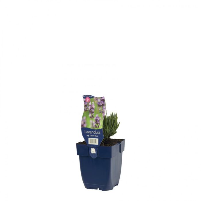 Lavender - Lavandula ang. 'Dwarf Blue' Lavender - Lavandula ang. 'Dwarf Blue'
