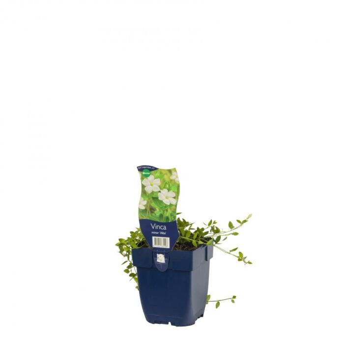 Kleines Immergrün - Vinca Minor 'Alba'