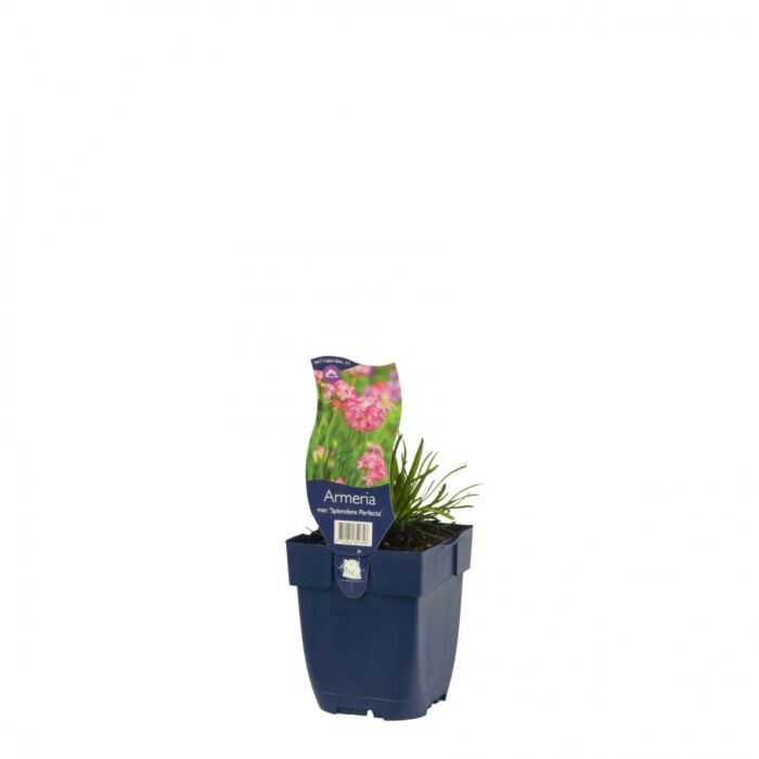 Grasnelke - Armeria mar. 'Splendens Perfecta'