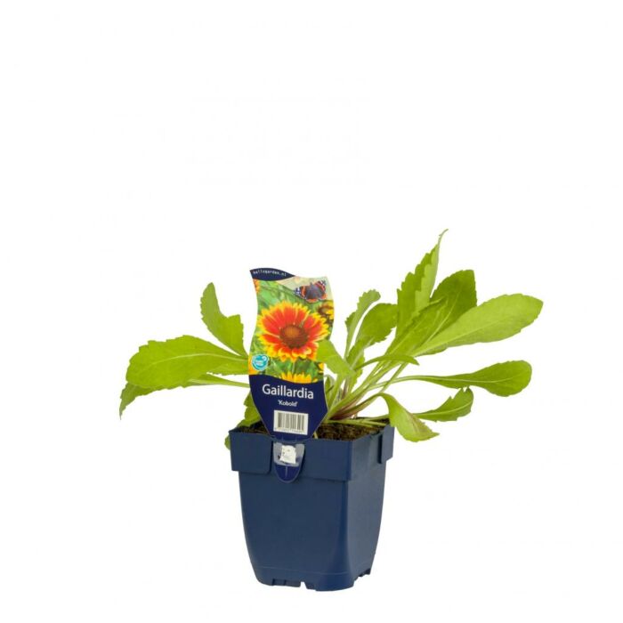 Kokardenblume - Gaillardia 'Kobold'