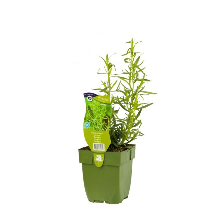 Franse dragon - Artemisia dracunculus Franse dragon - Artemisia dracunculus