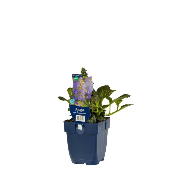 Kriechender Günsel – Ajuga reptans 'Atropurpurea' Kriechender Günsel – Ajuga reptans 'Atropurpurea'