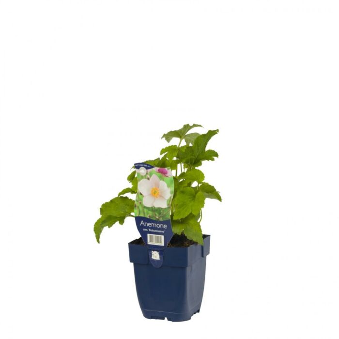 Herbstanemone - Anemone tom. 'Robustissima'