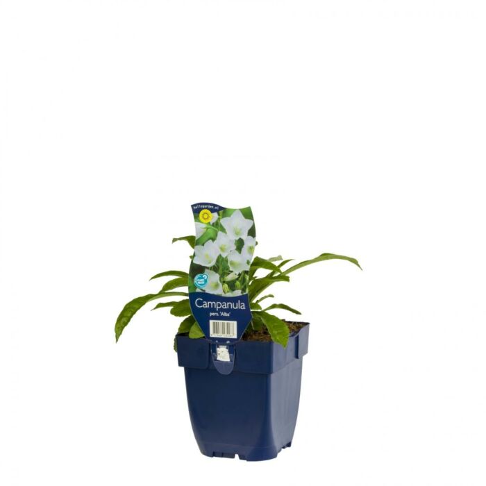 Pfirsichblättrige Glockenblume - Campanula pers. 'Alba' Pfirsichblättrige Glockenblume - Campanula pers. 'Alba'