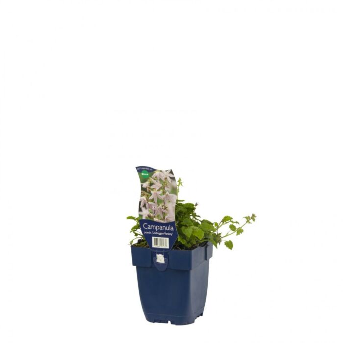 Glockenblume - Campanula posch. 'Lisduggan Variety' Glockenblume - Campanula posch. 'Lisduggan Variety'